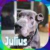 JULIUS