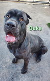 DUKE