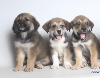 Male puppies