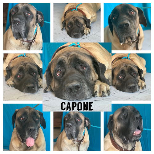 CAPONE