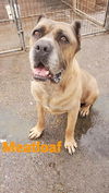 Meatloaf