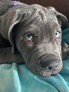 Maximus