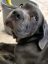 Maximus