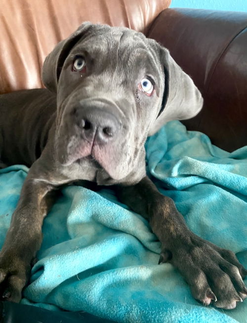 Maximus