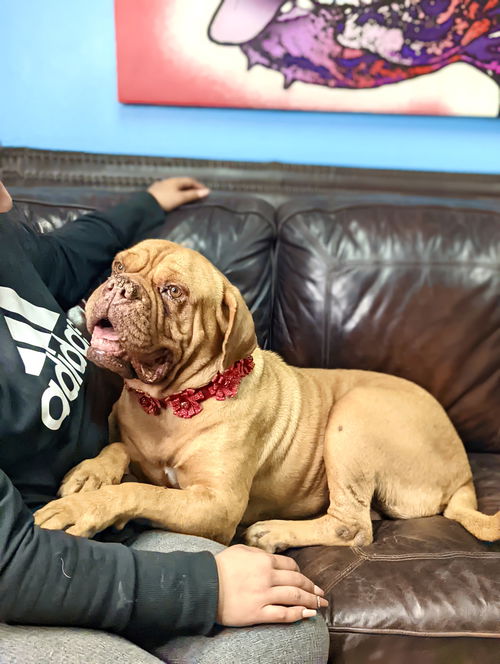Mia ADOPTED