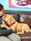 Mia ADOPTED