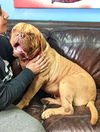 Mia ADOPTED