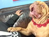 Mia ADOPTED