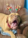 Mia ADOPTED