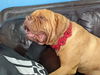 Mia ADOPTED