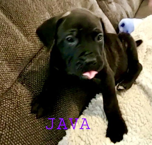 Java puppy