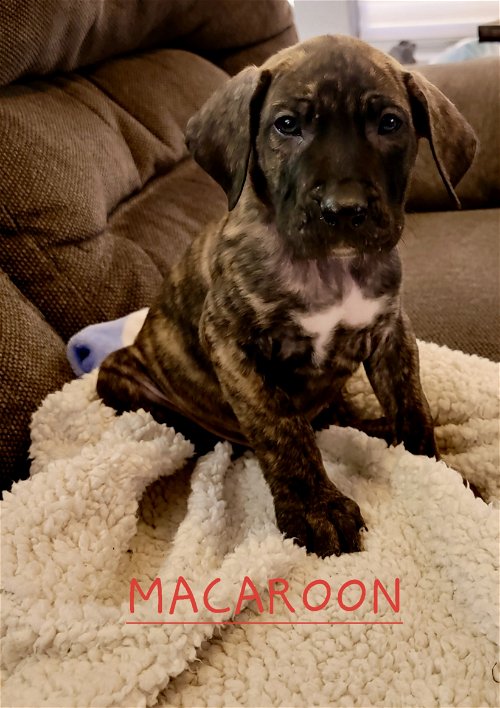 Macaroon puppy