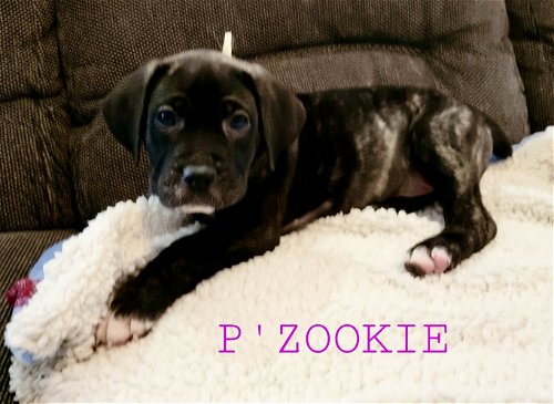 P  Zookiie puppy