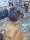 DUKE