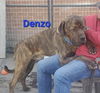 DENZO ADOPTED