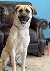 Maximus