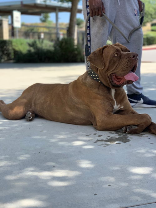 Kyro ADOPTED