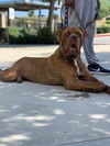 Kyro ADOPTED