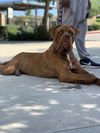 Kyro ADOPTED