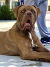 Kyro ADOPTED