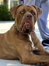 Kyro ADOPTED