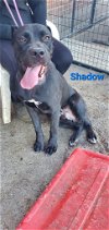 Shadow- ADOPTED