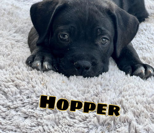 Kato aka Hopper