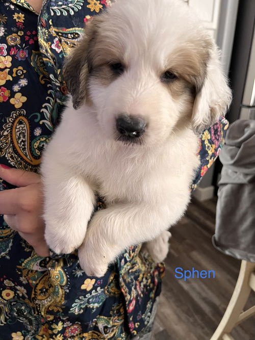 Great Pyrenees pups