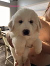 Great Pyrenees pups