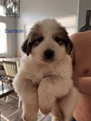 Great Pyrenees pups