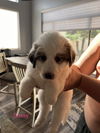 Great Pyrenees pups