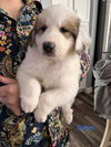 Great Pyrenees pups