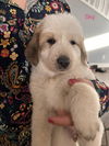 Great Pyrenees pups