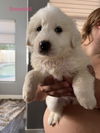 Great Pyrenees pups