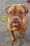 LILLY adopted