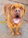 Brick