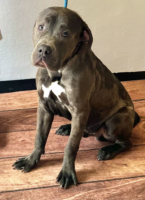 Blitz  ADOPTION PENDING