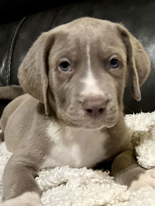 Jaxson puppy adoption pending