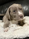 Jaxson puppy adoption pending