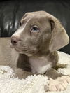 Jaxson puppy adoption pending