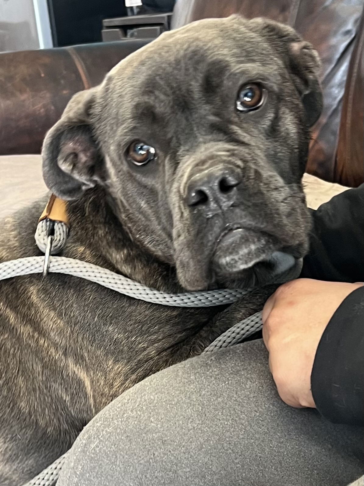 Dog for Adoption - Becca, a Cane Corso Mastiff in Gilbert, AZ | Alpha Paw