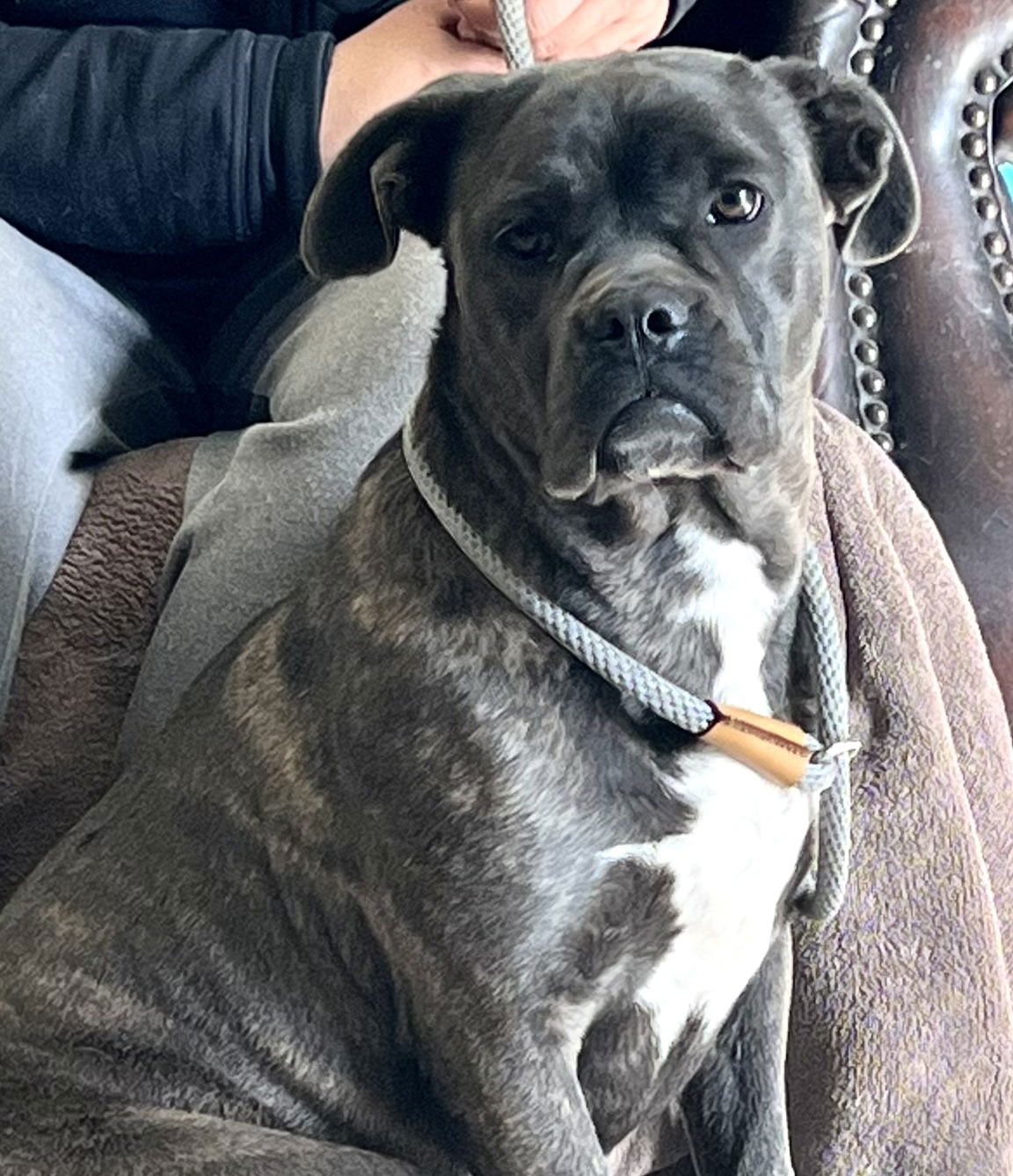 Dog for Adoption - Becca, a Cane Corso Mastiff in Gilbert, AZ | Alpha Paw