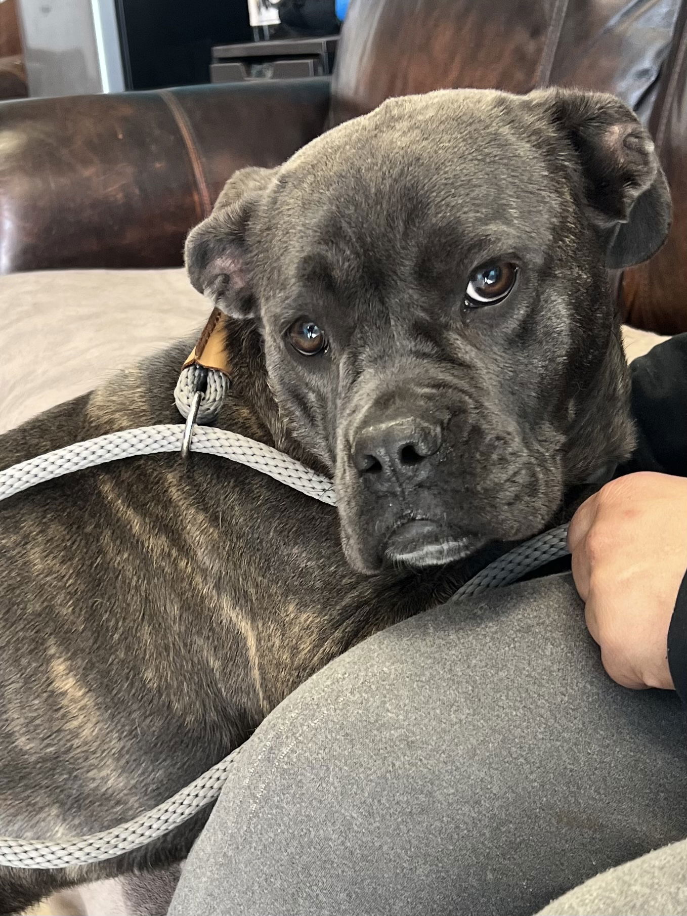 Dog for Adoption - Becca, a Cane Corso Mastiff in Gilbert, AZ | Alpha Paw