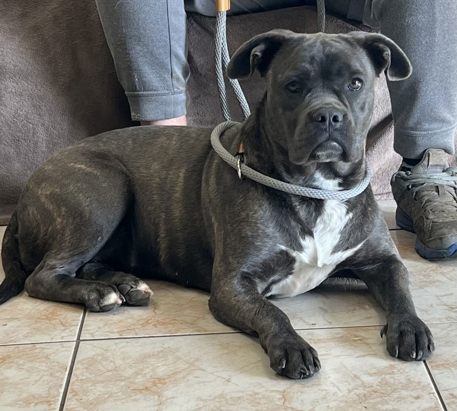 Dog for Adoption - Becca, a Cane Corso Mastiff in Gilbert, AZ | Alpha Paw