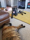Boomer-ADOPTED
