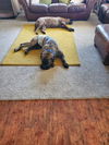 Boomer-ADOPTED