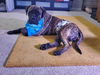 Boomer-ADOPTED