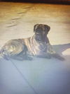 Boomer-ADOPTED