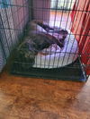 Boomer-ADOPTED