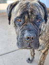 Boomer-ADOPTED